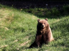 Bear 148, a female grizzly, has been moved from the Canmore area to northern Alberta.