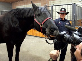 Ortorna was one of the CPS horses involved in the arrest. The other three were: Vimy, Juno, and Maverick.