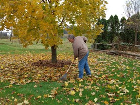 An old-fashioned rake is a quiet and sensible alternative to loud powered garden equipment. Credit, Mark Cullen