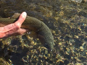 Jim Hoey: Here's how to catch trout when fly fishing in our Rocky