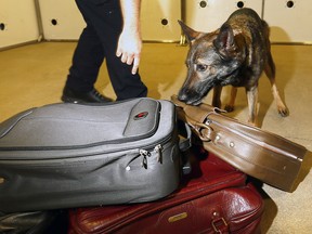 Eve goes to work sniffing out fentanyl at the Police Dog Service Training Centre near Innisfail.