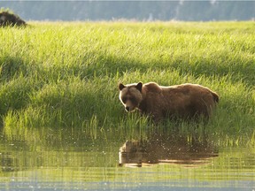 A grizzly wades in the sedge grass in the Great Bear Rainforest.