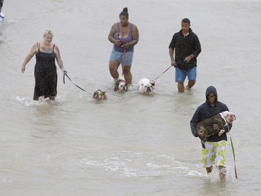 People walk with dogs along a street at the east Sam Houston Tollway from rescue boats as evacuations continue from flooding in Houston, Texas, Monday, Aug. 28, 2017, following Tropical Storm Harvey. Floodwaters reached the rooflines of single-story homes Monday and people could be heard pleading for help from inside as Harvey poured rain on the Houston area for a fourth consecutive day after a chaotic weekend of rising water and rescues. (Melissa Phillip/Houston Chronicle via AP) ORG XMIT: TXHOU107