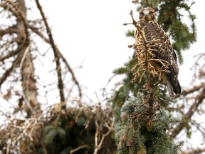 A group of Swainsons hawks have taken to divebombing passersby in southeast Calgary. On Saturday August 5, 2017. Darren Makowichuk/Postmedia