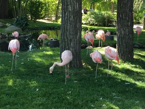 Calgary Zoo flamingos look down, not up, during the peak of Monday's solar eclipse.