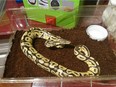 T Swift, a two-foot ball python, has found a new home with Calgary man Peter Quebec-Stacey after his roommate found the serpent hiding under a washing machine.