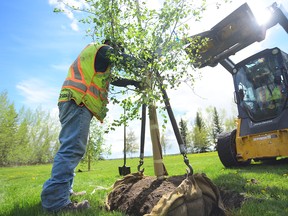 A crew plants fresh trees in North Glenmore Park in May, 2017. After an unusually hot and dry season, some of the city's tree inventory is drying out.