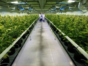 Thousands of marijuana grow inside one of the ten grow rooms at Aurora Cannabis'  55,000 square foot medical marijuana production facility near Cremona, Alberta on Wednesday July 27, 2016. Gavin Young/Postmedia