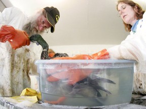 A Mallard duck gets cleaned by Focus Wildlife Canada staff Bruce Adkins and Hilary Pittel at the Wildlife Rehabilitation Society of Edmonton in this file photo.