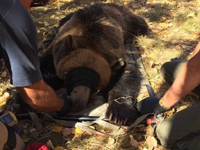Fish and Wildlife staff assess the grizzly bear’s health after it was tranquilized in Calgary on Friday, Sept, 28, 2017. Officials expect to release the bear on Sept. 29 near Nordegg, Alberta. (Photo courtesy of Alberta Fish and Wildlife)