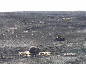 Some of the 160 heads of cattle killed at a community ranch in Bindloss, Alta., when a grass fire swept through the area Monday night.