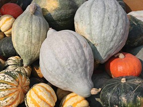 Blue Hubbard Squash