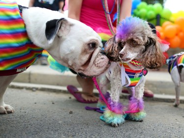 Poodle Sassy makes friends as even the dogs showed their pride colours at the Calgary Pride Parade on Sunday