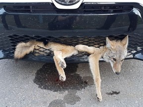 An Alberta woman says she was shocked when she found a coyote she thought she'd struck and killed on the highway stuck in the grille of her car.  Georgie Knox was driving to work in Calgary from her home in Airdrie last week when the animal darted in front of her vehicle. Facebook photo