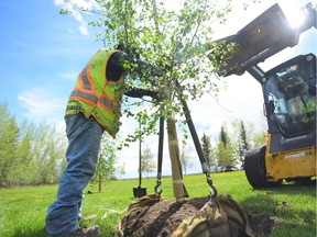 A crew from Blue Grass  plants a tree in North Glenmore Park in this file photo.
