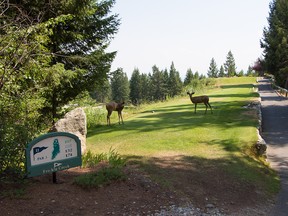 Deer greet golfers on signature hole 11 at Trickle Creek in Kimberley.