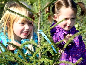 Elizabeth,4, and Madison Charlton,2, pick out a tree for their great uncle during the McInnis and Holloway Funeral Home Ltd.'s 21st Annual Memorial Forest Weekend as about 8,000 - 10,000 Calgarians are expected to take part in dedicating the memorial forest in Calgary's Fish Creek Park on Friday September 15, 2017. Darren Makowichuk/Postmedia