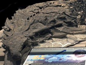 The remains of a nodosaur, a four-legged herbivore that lived 110 million years ago, displayed at the Royal Tyrell Museum in Drumheller, Alta. in this file image. The dinosaur was discovered at Suncor's Millennium Mine in 2011. Supplied Image/Royal Tyrell Museum