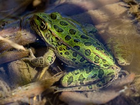 The Northern leopard frog at the Calgary Zoo.
