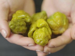 "The pepper is coming in at 3.18 million (on the Scoville scale)… We’re playing with fire,” creator Ed Currie said.