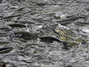 Salmon churn the water, waiting for their chance to make their way up the fish ladder at Douglas Island Pink and Chum, Inc., on Friday, Aug. 11, 2017, in Juneau, Alaska.