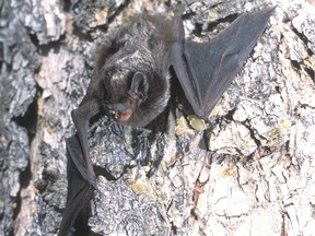 File photo of a silver-haired bat.