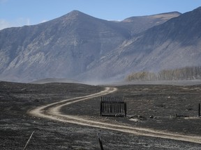 A gravel track passes through scorched earth on the outskirts of Waterton Lakes, Alta., Wednesday, Sept. 20, 2017. The townsite, which is inside Waterton National Park, was evacuated on Sept. 8 due to the Kenow wildfire.THE CANADIAN PRESS/Jeff McIntosh ORG XMIT: JMC102