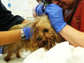 A dog seized from a home on Oct. 5 is treated by Calgary Humane Society staff.