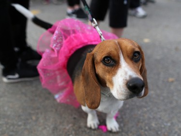 Both four-legged and two-legged participants took part in the CIBC Run for the Cure at South Centre in Calgary on October 1, 2017. Over 5000 took part in this year's run.