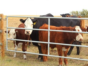 Who doesn't love Alberta beef? Ottawa is launching a campaign to encourage people to buy Canadian food.