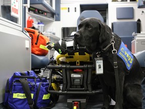 Delray, an accredited facility dog trained to provide support for people experiencing psychological stress, will be visiting EMS staff at their stations following traumatic calls.