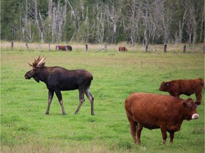 Cowboy, a bull moose with a penchant for domestic cattle, first showed up in the Bella Coola Valley in the fall of 2015.