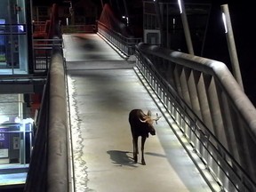 This moose was caught on surveillance camera as he strolled through the Tuscany CTrain station on Wednesday, October 4, 2017.