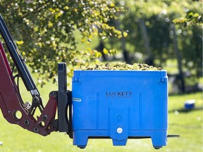 vineyard

A bin of grapes is carted away at the Luckett Vineyards in Wallbrook, N.S. on Thursday, Oct. 19, 2017. The skies have been brilliant blue in Nova Scotia wine country this October, the vines heavy with grapes, and winemakers like Sean Sears are seeing crops they could only vaguely hope for in the past. Amid the havoc wrought elsewhere by global warming, Annapolis Valley vineyards have flourished as temperatures have moderated. "If this trend continues we'll be sitting in one of the great wine regions," Sears says in an interview. THE CANADIAN PRESS/Andrew Vaughan ORG XMIT: XAV202
Andrew Vaughan,