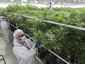 Graeme Montrose, grow operations manager at Emblem, a medical marijuana facility in Paris, Ont., checks plants in a grow room.