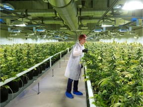 Cam Battley, of Aurora Cannabis Inc., checks plants in one of 10 marijuana grow rooms inside the company's 55,000-square-foot medical marijuana production facility near Cremona, Alberta.