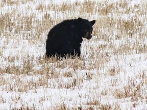 An injured black bear continues to loiter in a farmer's field near Springbank, on Tuesday, Nov. 21, 2017. Photo courtesy Rob Evans