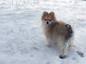 Chloe, an 11-year-old Pomeranian, was snatched by a Coyote from a pathway on Nose Hill Park on Sunday, Nov. 19, 2017 while his owner Phil Blake looked on in horror. Supplied photo