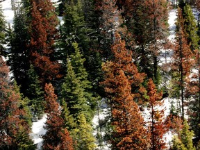 Pine trees turn red, like these ones in the Willmore Wilderness Park near Grand Cache, after they have been ravaged by the Mountain Pine Beetle. The Department of Sustainable Resource Development is working to battle the Mountain Pine Beetle in Alberta.n/a