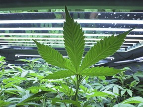 This June 5, 2017, photo shows a marijuana leaf in the vegetative room at Alaska Cannabis Cultivators in Fairbanks, Alaska.
