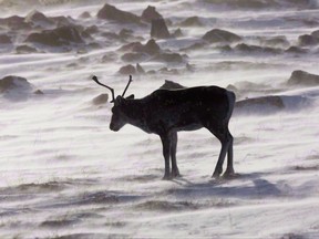 A wild caribou roams the tundra near the Meadowbank Gold Mine located in the Nunavut Territory of Canada on March 25, 2009. THE CANADIAN PRESS/Nathan Denette
