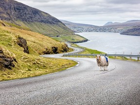 Faroese sheep were strapped with cameras in a bid to get Google's attention. Mission accomplished.