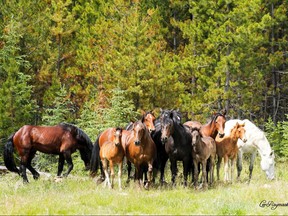 Wild horses gather in a wilderness area near Sundre. Photo courtesy Leo Raymaakers