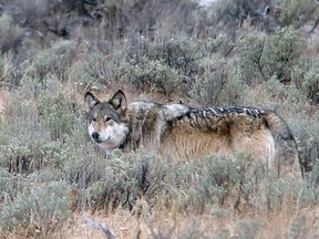 From the book, The Wolf by Nate Blakeslee. Photos by Doug McLaughlin.