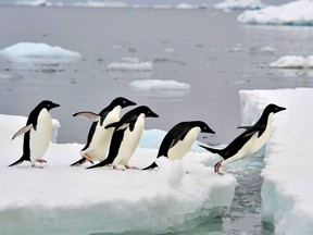 Dianne Colley-Urquhart told her fellow councillors that her trip to Antarctica “has been planned for a long time."