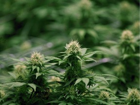 Growing flowers of cannabis intended for the medical marijuana market are shown at OrganiGram in Moncton, N.B., on April 14, 2016. File photo.