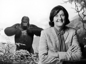 American primatologist Dian Fossey poses in front of huge stuffed gorilla at the American Museum of Natural History, New York, New York, 1984.