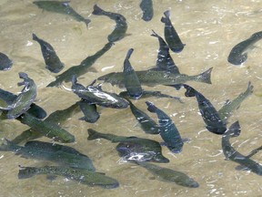 Rainbow trout occupy a pond at Rushing Waters Fisheries, Tuesday, July 3, 2012 in Palmyra, Wis. A permit will be required to move fish and other materials such as sediment from the North Saskatchewan River to other watersheds in northern Alberta. The Canadian Food Inspection Agency says the goal is to create a buffer zone to protect the waterways from whirling disease. It affects cold-water species such as trout and whitefish. THE CANADIAN PRESS/ AP/Wisconsin State Journal-John Hart