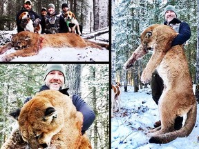 Steve Ecklund, host of the Canadian TV show The Edge, poses with a mountain lion he killed in early December in northern Alberta.