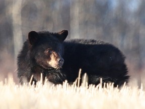 A small black bear is photograhed in a field along Highway 22 at Springbank Road west of Calgary onTuesday, December 5, 2017. The small bear has been nicknamed Russell. Courtesy Rob Evans